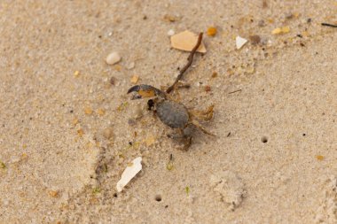 Bu sevimli yengeç sahilde enkazın arasında yatıyordu. Küçük pençe çimdikleme şeklinde yukarı bakıyor. Bu yaratık korkmuş görünüyor ve bizi korkutmak istiyor. Her yerde kum taneleri var..