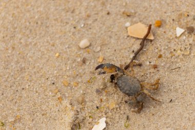 Bu sevimli yengeç sahilde enkazın arasında yatıyordu. Küçük pençe çimdikleme şeklinde yukarı bakıyor. Bu yaratık korkmuş görünüyor ve bizi korkutmak istiyor. Her yerde kum taneleri var..