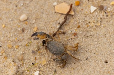 Bu sevimli yengeç sahilde enkazın arasında yatıyordu. Küçük pençe çimdikleme şeklinde yukarı bakıyor. Bu yaratık korkmuş görünüyor ve bizi korkutmak istiyor. Her yerde kum taneleri var..