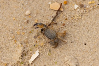 Bu sevimli yengeç sahilde enkazın arasında yatıyordu. Küçük pençe çimdikleme şeklinde yukarı bakıyor. Bu yaratık korkmuş görünüyor ve bizi korkutmak istiyor. Her yerde kum taneleri var..
