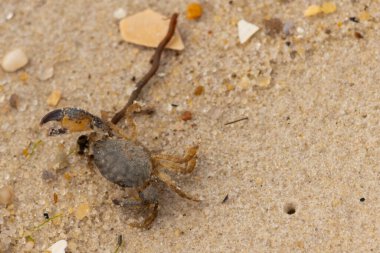 Bu sevimli yengeç sahilde enkazın arasında yatıyordu. Küçük pençe çimdikleme şeklinde yukarı bakıyor. Bu yaratık korkmuş görünüyor ve bizi korkutmak istiyor. Her yerde kum taneleri var..