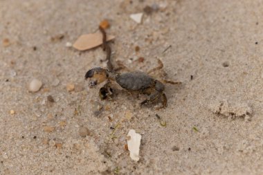 Bu sevimli yengeç sahilde enkazın arasında yatıyordu. Küçük pençe çimdikleme şeklinde yukarı bakıyor. Bu yaratık korkmuş görünüyor ve bizi korkutmak istiyor. Her yerde kum taneleri var..
