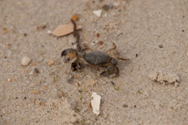 Bu sevimli yengeç sahilde enkazın arasında yatıyordu. Küçük pençe çimdikleme şeklinde yukarı bakıyor. Bu yaratık korkmuş görünüyor ve bizi korkutmak istiyor. Her yerde kum taneleri var..