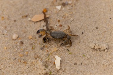 Bu sevimli yengeç sahilde enkazın arasında yatıyordu. Küçük pençe çimdikleme şeklinde yukarı bakıyor. Bu yaratık korkmuş görünüyor ve bizi korkutmak istiyor. Her yerde kum taneleri var..