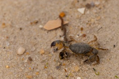 Bu sevimli yengeç sahilde enkazın arasında yatıyordu. Küçük pençe çimdikleme şeklinde yukarı bakıyor. Bu yaratık korkmuş görünüyor ve bizi korkutmak istiyor. Her yerde kum taneleri var..