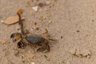 Bu sevimli yengeç sahilde enkazın arasında yatıyordu. Küçük pençe çimdikleme şeklinde yukarı bakıyor. Bu yaratık korkmuş görünüyor ve bizi korkutmak istiyor. Her yerde kum taneleri var..