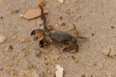 Bu sevimli yengeç sahilde enkazın arasında yatıyordu. Küçük pençe çimdikleme şeklinde yukarı bakıyor. Bu yaratık korkmuş görünüyor ve bizi korkutmak istiyor. Her yerde kum taneleri var..