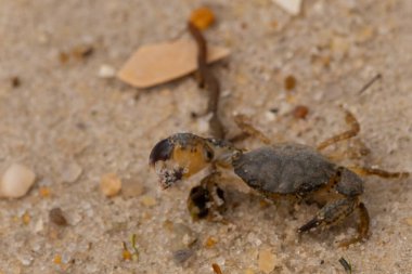 Bu sevimli yengeç sahilde enkazın arasında yatıyordu. Küçük pençe çimdikleme şeklinde yukarı bakıyor. Bu yaratık korkmuş görünüyor ve bizi korkutmak istiyor. Her yerde kum taneleri var..