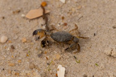 Bu sevimli yengeç sahilde enkazın arasında yatıyordu. Küçük pençe çimdikleme şeklinde yukarı bakıyor. Bu yaratık korkmuş görünüyor ve bizi korkutmak istiyor. Her yerde kum taneleri var..