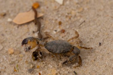 Bu sevimli yengeç sahilde enkazın arasında yatıyordu. Küçük pençe çimdikleme şeklinde yukarı bakıyor. Bu yaratık korkmuş görünüyor ve bizi korkutmak istiyor. Her yerde kum taneleri var..