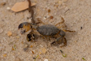 Bu sevimli yengeç sahilde enkazın arasında yatıyordu. Küçük pençe çimdikleme şeklinde yukarı bakıyor. Bu yaratık korkmuş görünüyor ve bizi korkutmak istiyor. Her yerde kum taneleri var..