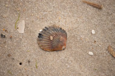 Bu güzel deniz tarağı kabuğu sahilde yatıyordu. Renk bantları kahverengiler, kırmızılar ve siyahlarla göze çarpıyor. Deniz kabuğu çıkıntılı bir vantilatöre benziyor. Her yerde kum taneleri vardı..