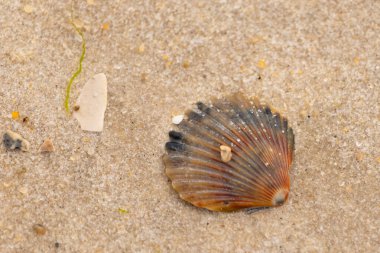 Bu güzel deniz tarağı kabuğu sahilde yatıyordu. Renk bantları kahverengiler, kırmızılar ve siyahlarla göze çarpıyor. Deniz kabuğu çıkıntılı bir vantilatöre benziyor. Her yerde kum taneleri vardı..