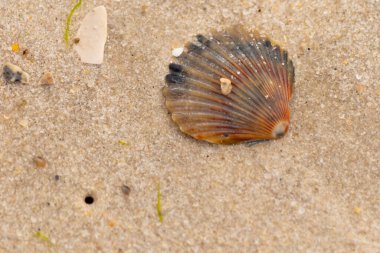Bu güzel deniz tarağı kabuğu sahilde yatıyordu. Renk bantları kahverengiler, kırmızılar ve siyahlarla göze çarpıyor. Deniz kabuğu çıkıntılı bir vantilatöre benziyor. Her yerde kum taneleri vardı..