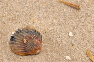 Bu güzel deniz tarağı kabuğu sahilde yatıyordu. Renk bantları kahverengiler, kırmızılar ve siyahlarla göze çarpıyor. Deniz kabuğu çıkıntılı bir vantilatöre benziyor. Her yerde kum taneleri vardı..
