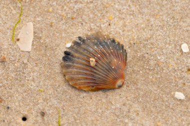 Bu güzel deniz tarağı kabuğu sahilde yatıyordu. Renk bantları kahverengiler, kırmızılar ve siyahlarla göze çarpıyor. Deniz kabuğu çıkıntılı bir vantilatöre benziyor. Her yerde kum taneleri vardı..