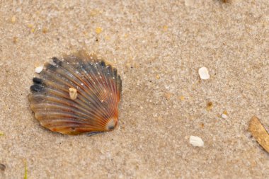 Bu güzel deniz tarağı kabuğu sahilde yatıyordu. Renk bantları kahverengiler, kırmızılar ve siyahlarla göze çarpıyor. Deniz kabuğu çıkıntılı bir vantilatöre benziyor. Her yerde kum taneleri vardı..