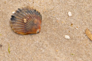 Bu güzel deniz tarağı kabuğu sahilde yatıyordu. Renk bantları kahverengiler, kırmızılar ve siyahlarla göze çarpıyor. Deniz kabuğu çıkıntılı bir vantilatöre benziyor. Her yerde kum taneleri vardı..