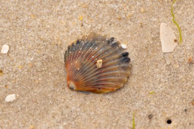 Bu güzel deniz tarağı kabuğu sahilde yatıyordu. Renk bantları kahverengiler, kırmızılar ve siyahlarla göze çarpıyor. Deniz kabuğu çıkıntılı bir vantilatöre benziyor. Her yerde kum taneleri vardı..