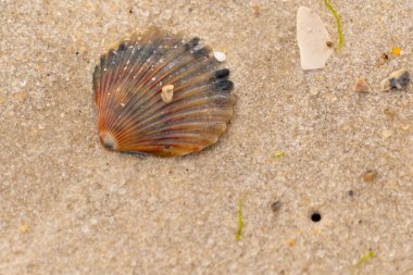 Bu güzel deniz tarağı kabuğu sahilde yatıyordu. Renk bantları kahverengiler, kırmızılar ve siyahlarla göze çarpıyor. Deniz kabuğu çıkıntılı bir vantilatöre benziyor. Her yerde kum taneleri vardı..