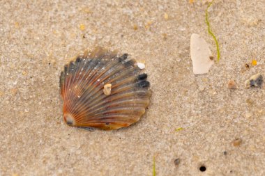 Bu güzel deniz tarağı kabuğu sahilde yatıyordu. Renk bantları kahverengiler, kırmızılar ve siyahlarla göze çarpıyor. Deniz kabuğu çıkıntılı bir vantilatöre benziyor. Her yerde kum taneleri vardı..