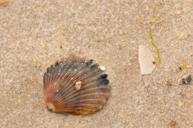Bu güzel deniz tarağı kabuğu sahilde yatıyordu. Renk bantları kahverengiler, kırmızılar ve siyahlarla göze çarpıyor. Deniz kabuğu çıkıntılı bir vantilatöre benziyor. Her yerde kum taneleri vardı..