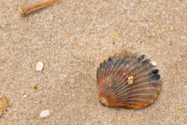Bu güzel deniz tarağı kabuğu sahilde yatıyordu. Renk bantları kahverengiler, kırmızılar ve siyahlarla göze çarpıyor. Deniz kabuğu çıkıntılı bir vantilatöre benziyor. Her yerde kum taneleri vardı..