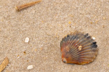 Bu güzel deniz tarağı kabuğu sahilde yatıyordu. Renk bantları kahverengiler, kırmızılar ve siyahlarla göze çarpıyor. Deniz kabuğu çıkıntılı bir vantilatöre benziyor. Her yerde kum taneleri vardı..