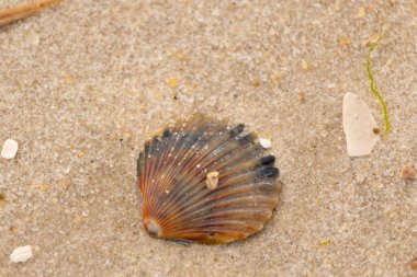 Bu güzel deniz tarağı kabuğu sahilde yatıyordu. Renk bantları kahverengiler, kırmızılar ve siyahlarla göze çarpıyor. Deniz kabuğu çıkıntılı bir vantilatöre benziyor. Her yerde kum taneleri vardı..