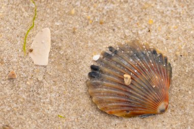 Bu güzel deniz tarağı kabuğu sahilde yatıyordu. Renk bantları kahverengiler, kırmızılar ve siyahlarla göze çarpıyor. Deniz kabuğu çıkıntılı bir vantilatöre benziyor. Her yerde kum taneleri vardı..