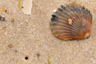 Bu güzel deniz tarağı kabuğu sahilde yatıyordu. Renk bantları kahverengiler, kırmızılar ve siyahlarla göze çarpıyor. Deniz kabuğu çıkıntılı bir vantilatöre benziyor. Her yerde kum taneleri vardı..