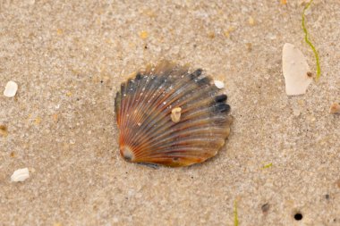 Bu güzel deniz tarağı kabuğu sahilde yatıyordu. Renk bantları kahverengiler, kırmızılar ve siyahlarla göze çarpıyor. Deniz kabuğu çıkıntılı bir vantilatöre benziyor. Her yerde kum taneleri vardı..