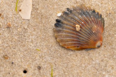 Bu güzel deniz tarağı kabuğu sahilde yatıyordu. Renk bantları kahverengiler, kırmızılar ve siyahlarla göze çarpıyor. Deniz kabuğu çıkıntılı bir vantilatöre benziyor. Her yerde kum taneleri vardı..