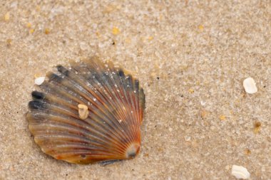 Bu güzel deniz tarağı kabuğu sahilde yatıyordu. Renk bantları kahverengiler, kırmızılar ve siyahlarla göze çarpıyor. Deniz kabuğu çıkıntılı bir vantilatöre benziyor. Her yerde kum taneleri vardı..