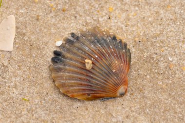 Bu güzel deniz tarağı kabuğu sahilde yatıyordu. Renk bantları kahverengiler, kırmızılar ve siyahlarla göze çarpıyor. Deniz kabuğu çıkıntılı bir vantilatöre benziyor. Her yerde kum taneleri vardı..