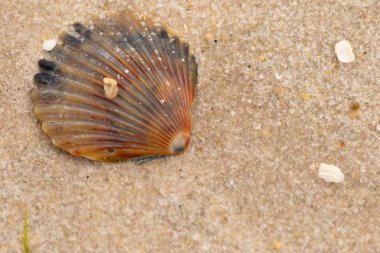 Bu güzel deniz tarağı kabuğu sahilde yatıyordu. Renk bantları kahverengiler, kırmızılar ve siyahlarla göze çarpıyor. Deniz kabuğu çıkıntılı bir vantilatöre benziyor. Her yerde kum taneleri vardı..