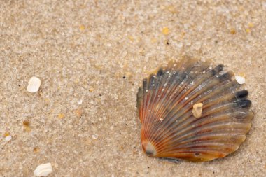 Bu güzel deniz tarağı kabuğu sahilde yatıyordu. Renk bantları kahverengiler, kırmızılar ve siyahlarla göze çarpıyor. Deniz kabuğu çıkıntılı bir vantilatöre benziyor. Her yerde kum taneleri vardı..