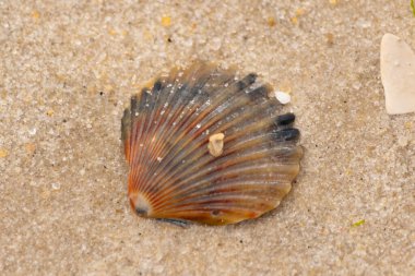 Bu güzel deniz tarağı kabuğu sahilde yatıyordu. Renk bantları kahverengiler, kırmızılar ve siyahlarla göze çarpıyor. Deniz kabuğu çıkıntılı bir vantilatöre benziyor. Her yerde kum taneleri vardı..