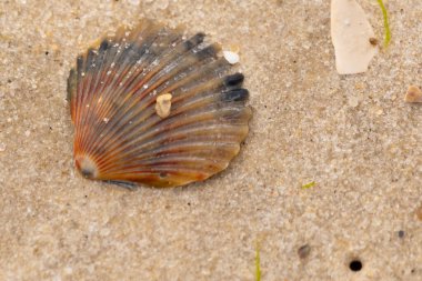 Bu güzel deniz tarağı kabuğu sahilde yatıyordu. Renk bantları kahverengiler, kırmızılar ve siyahlarla göze çarpıyor. Deniz kabuğu çıkıntılı bir vantilatöre benziyor. Her yerde kum taneleri vardı..