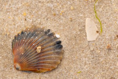 Bu güzel deniz tarağı kabuğu sahilde yatıyordu. Renk bantları kahverengiler, kırmızılar ve siyahlarla göze çarpıyor. Deniz kabuğu çıkıntılı bir vantilatöre benziyor. Her yerde kum taneleri vardı..