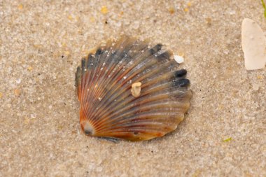 Bu güzel deniz tarağı kabuğu sahilde yatıyordu. Renk bantları kahverengiler, kırmızılar ve siyahlarla göze çarpıyor. Deniz kabuğu çıkıntılı bir vantilatöre benziyor. Her yerde kum taneleri vardı..