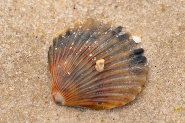 Bu güzel deniz tarağı kabuğu sahilde yatıyordu. Renk bantları kahverengiler, kırmızılar ve siyahlarla göze çarpıyor. Deniz kabuğu çıkıntılı bir vantilatöre benziyor. Her yerde kum taneleri vardı..