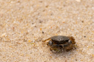 Bu sevimli yengeç kum tanelerinin arasında yatıyordu. Minik çakıl taşları neredeyse şeffaf görünüyor. Bunun dokusu kabuklunun pürüzsüz kabuğundan çok farklı görünüyor..