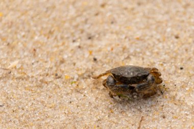 Bu sevimli yengeç kum tanelerinin arasında yatıyordu. Minik çakıl taşları neredeyse şeffaf görünüyor. Bunun dokusu kabuklunun pürüzsüz kabuğundan çok farklı görünüyor..