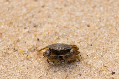 Bu sevimli yengeç kum tanelerinin arasında yatıyordu. Minik çakıl taşları neredeyse şeffaf görünüyor. Bunun dokusu kabuklunun pürüzsüz kabuğundan çok farklı görünüyor..