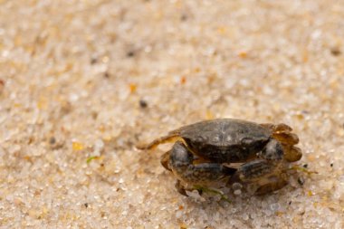 Bu sevimli yengeç kum tanelerinin arasında yatıyordu. Minik çakıl taşları neredeyse şeffaf görünüyor. Bunun dokusu kabuklunun pürüzsüz kabuğundan çok farklı görünüyor..