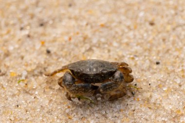 Bu sevimli yengeç kum tanelerinin arasında yatıyordu. Minik çakıl taşları neredeyse şeffaf görünüyor. Bunun dokusu kabuklunun pürüzsüz kabuğundan çok farklı görünüyor..