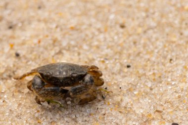 Bu sevimli yengeç kum tanelerinin arasında yatıyordu. Minik çakıl taşları neredeyse şeffaf görünüyor. Bunun dokusu kabuklunun pürüzsüz kabuğundan çok farklı görünüyor..