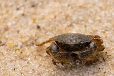 Bu sevimli yengeç kum tanelerinin arasında yatıyordu. Minik çakıl taşları neredeyse şeffaf görünüyor. Bunun dokusu kabuklunun pürüzsüz kabuğundan çok farklı görünüyor..