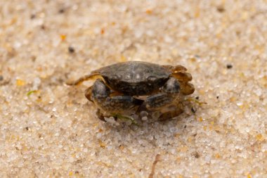 Bu sevimli yengeç kum tanelerinin arasında yatıyordu. Minik çakıl taşları neredeyse şeffaf görünüyor. Bunun dokusu kabuklunun pürüzsüz kabuğundan çok farklı görünüyor..